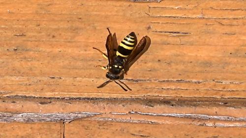 Réf. 321 244 : Eumeninae inconnu